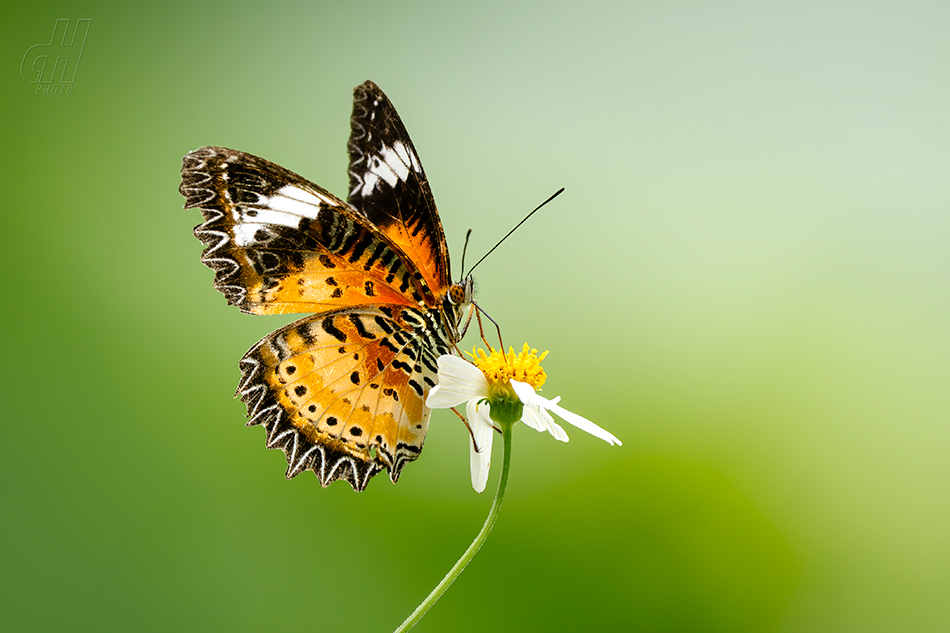 babočka cyanská - Cethosia cyane