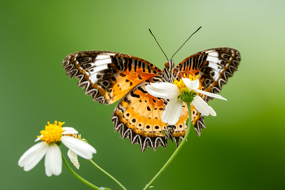 babočka cyanská - Cethosia cyane