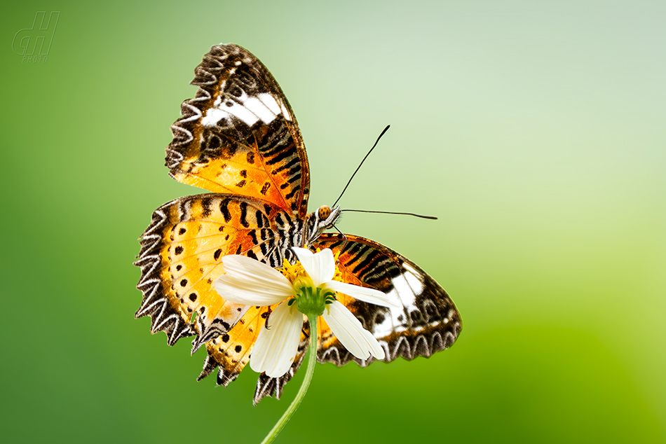 babočka cyanská - Cethosia cyane