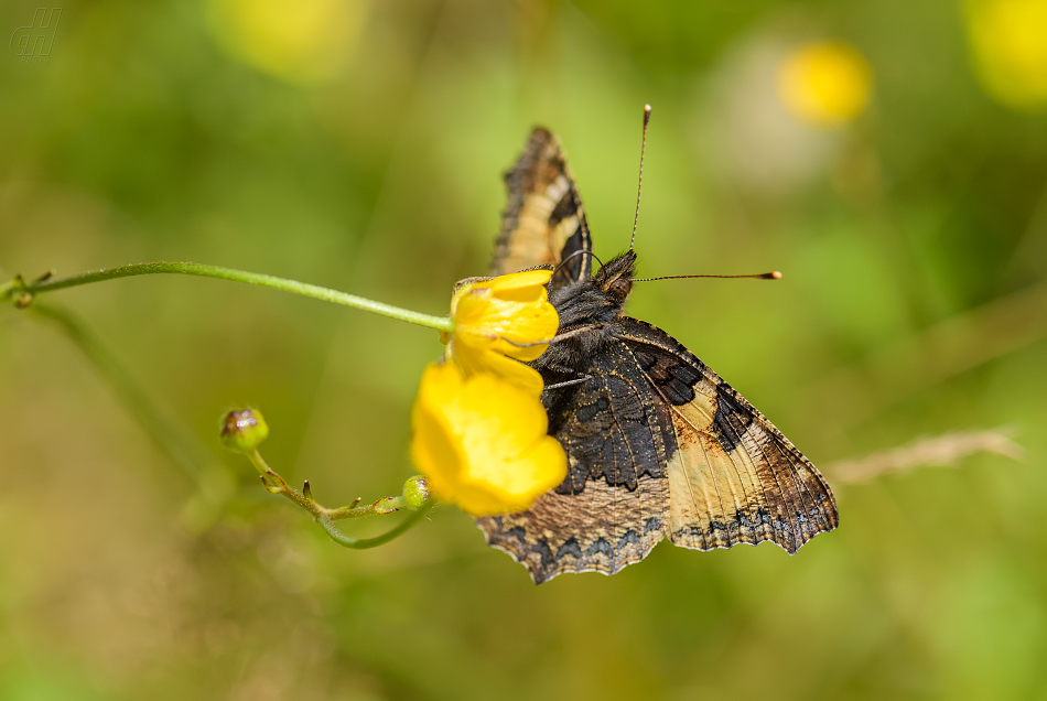 babočka kopřivová - Aglais urticae