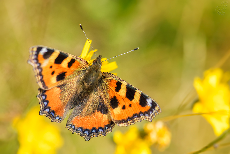 babočka kopřivová - Aglais urticae