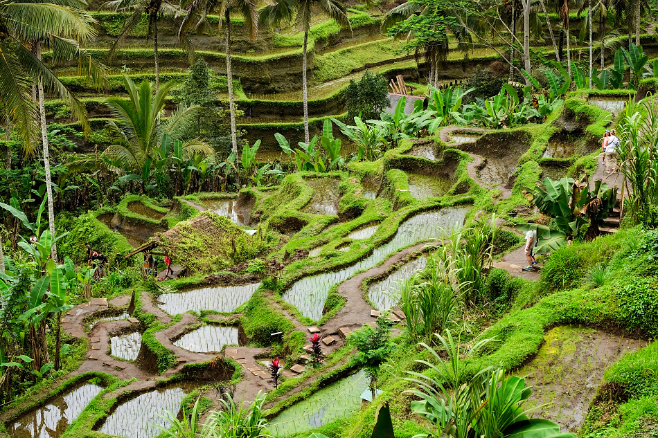 Bali rýžová pole