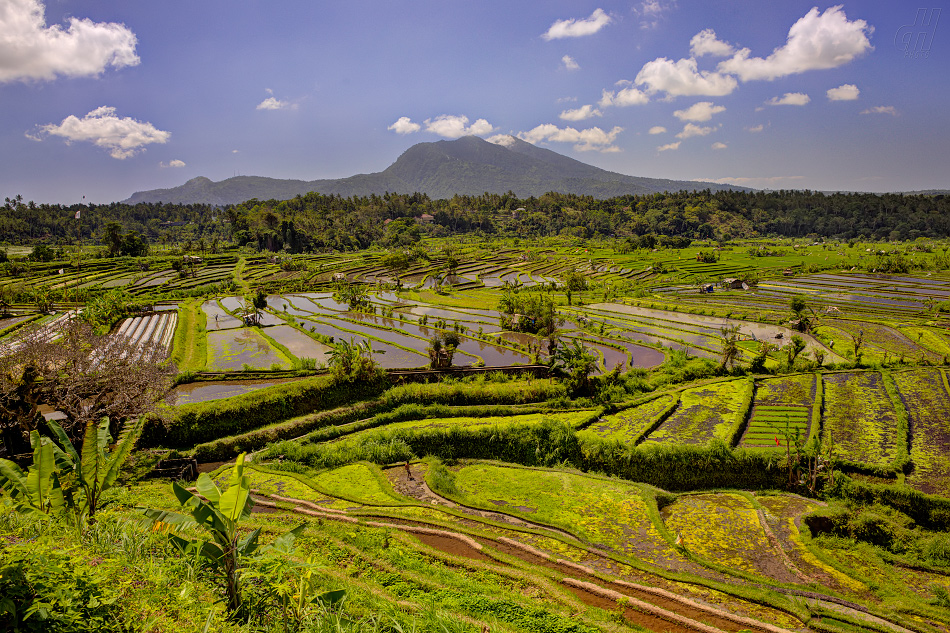 Bali rýžová pole