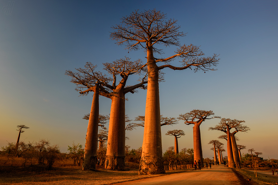 baobab - Adansonia madagascariensis