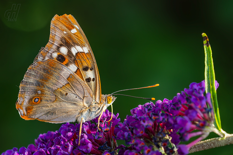 batolec červený - Apatura ilia