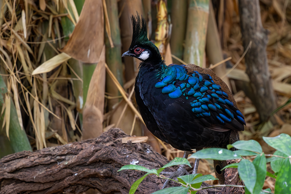 bažant palawanský - Polyplectron napoleonis