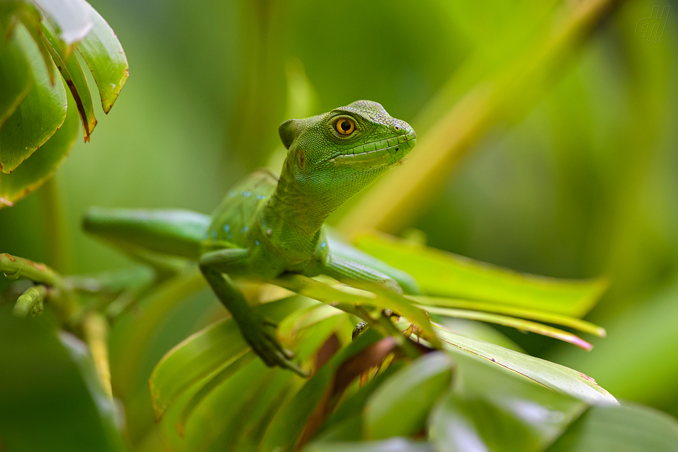 bazilišek zelený - Basiliscus plumifrons