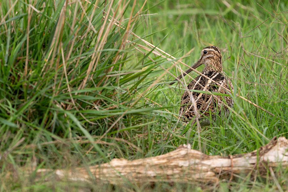 bekasina otavní - Gallinago gallinago