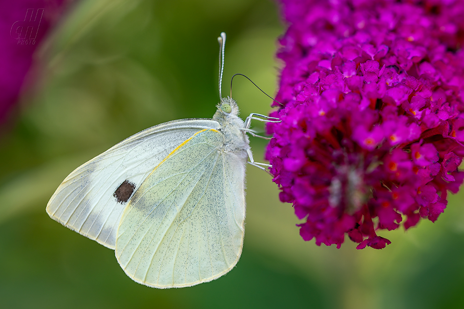 bělásek zelný - Pieris brassicae