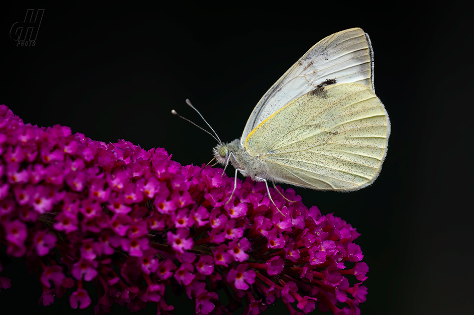 bělásek zelný - Pieris brassicae