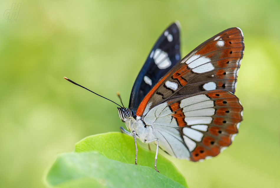 bělopásek jednořadý - Limenitis reducta