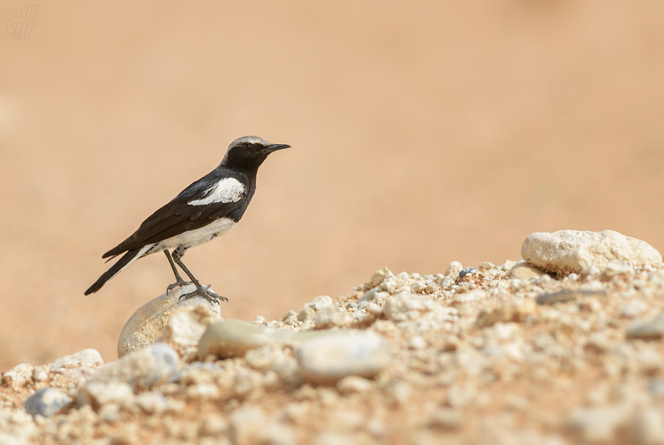 bělořit horský - Myrmecocichla monticola