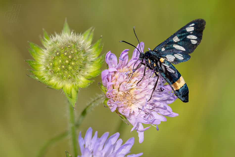 běloskvrnáč pampeliškový - Amata phegea