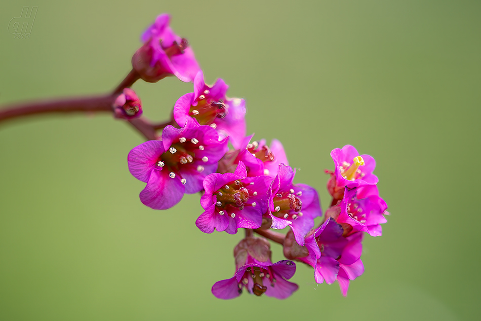 bergenie srdčitá - Bergenia cordifolia