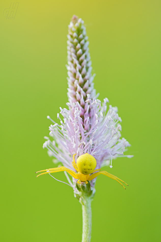 běžník kopretinový - Misumena vatia