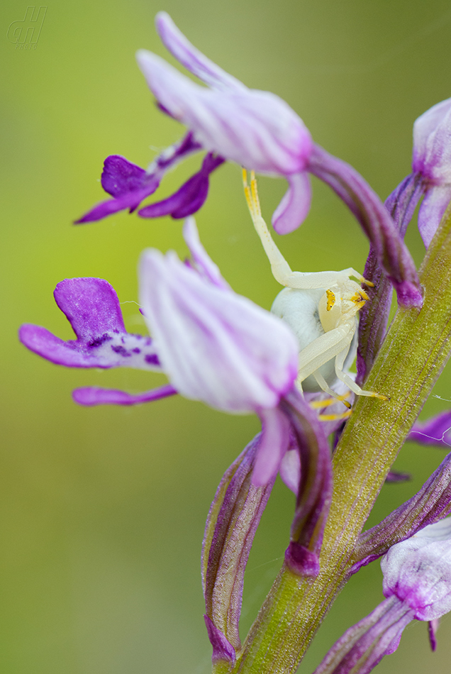 běžník kopretinový - Misumena vatia