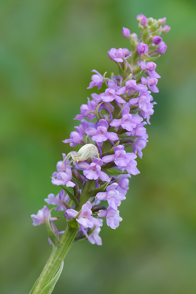 běžník kopretinový - Misumena vatia