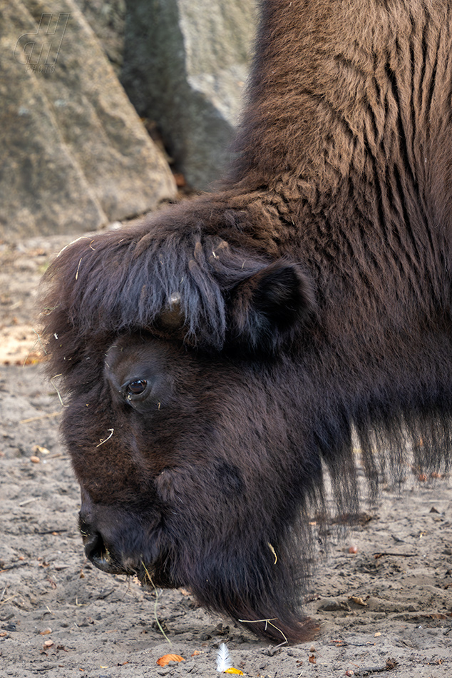 bizon - Bison bison