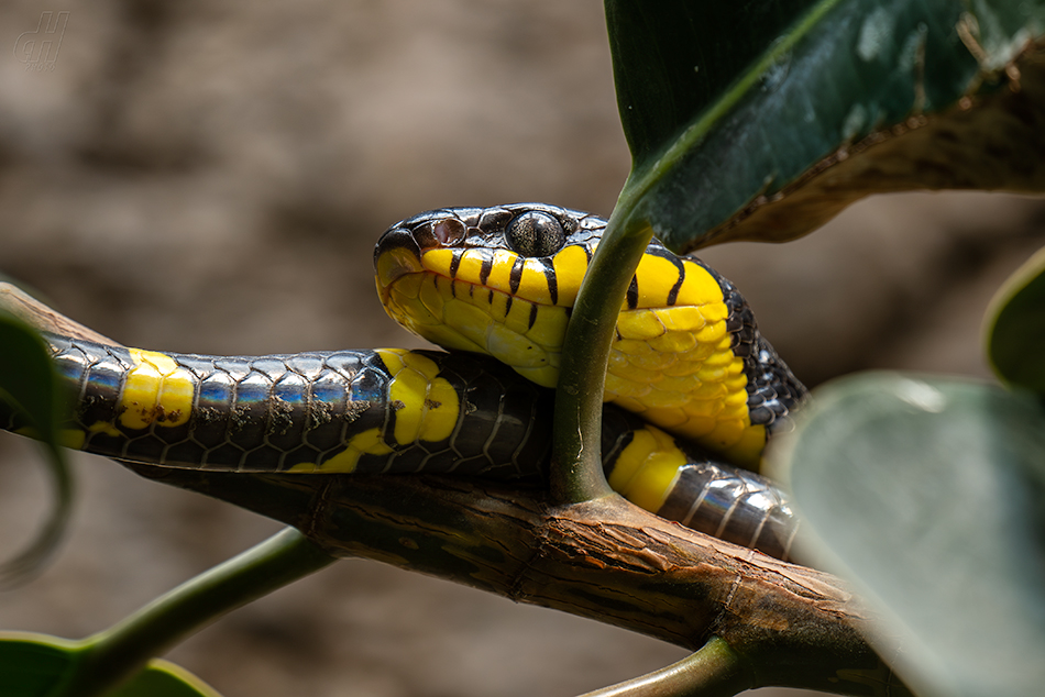 bojga ularburong - Boiga dendrophila