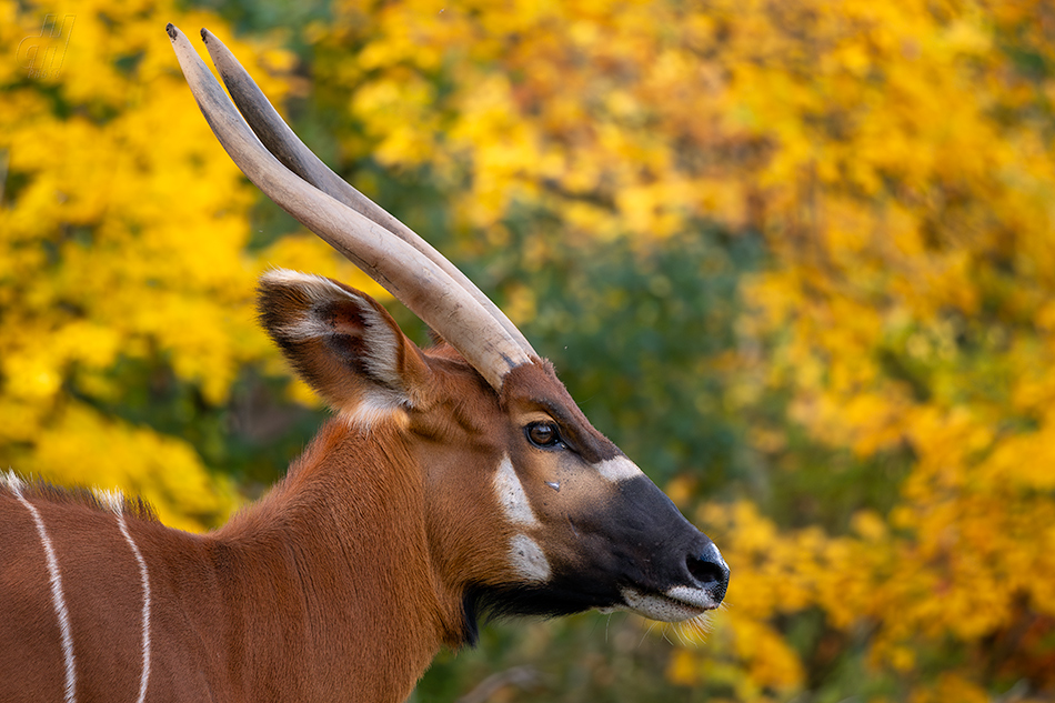 bongo horský - Tragelaphus eurycerus isaaci