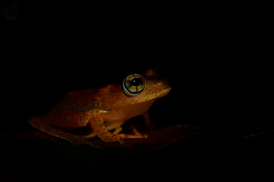 Boophis pyrrhus