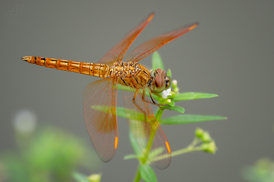 Brachythemis contaminata