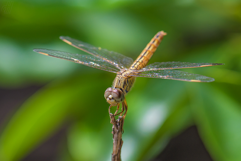 Brachythemis contaminata