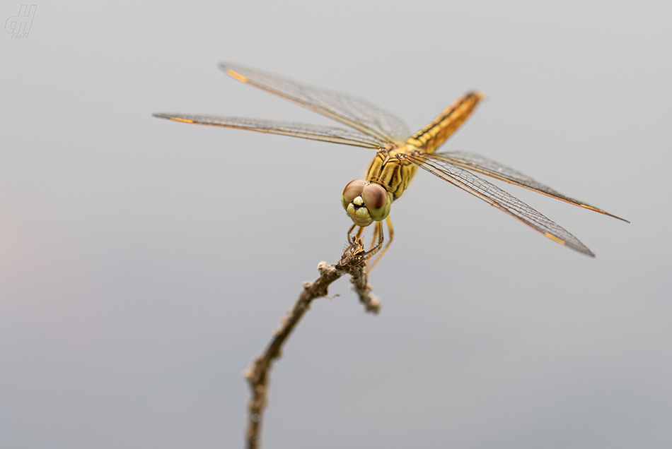 Brachythemis contaminata