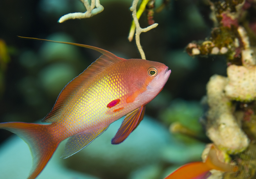 bradáč šupinoploutvý - Pseudanthias squamipinnis