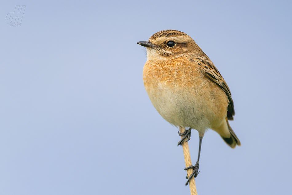 bramborníček hnědý - Saxicola rubetra