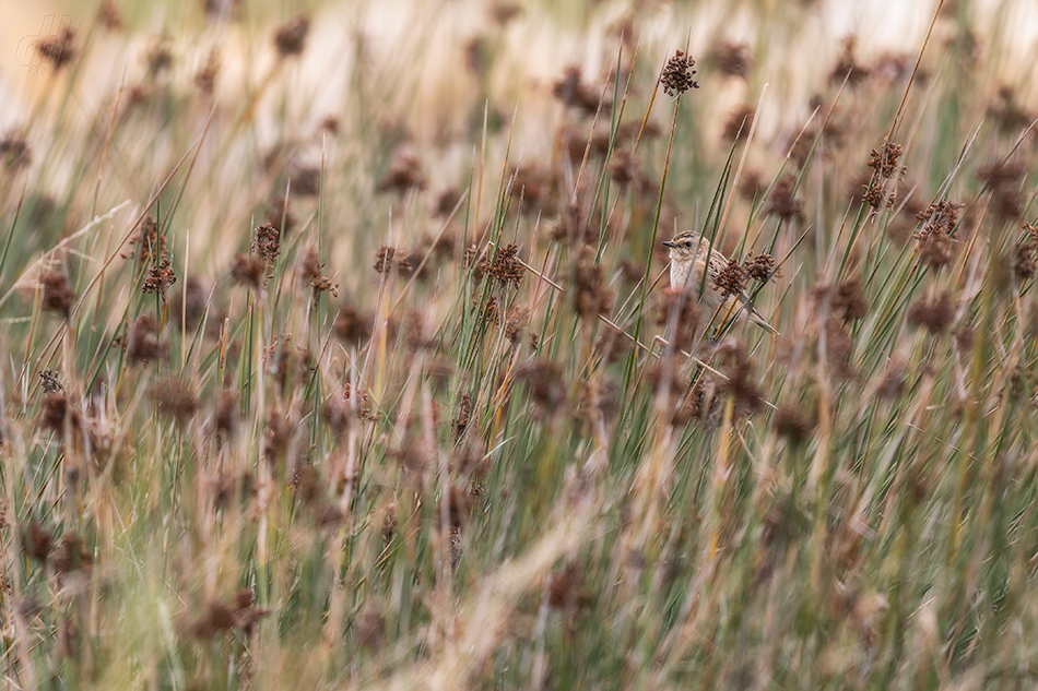 bramborníček hnědý - Saxicola rubetra