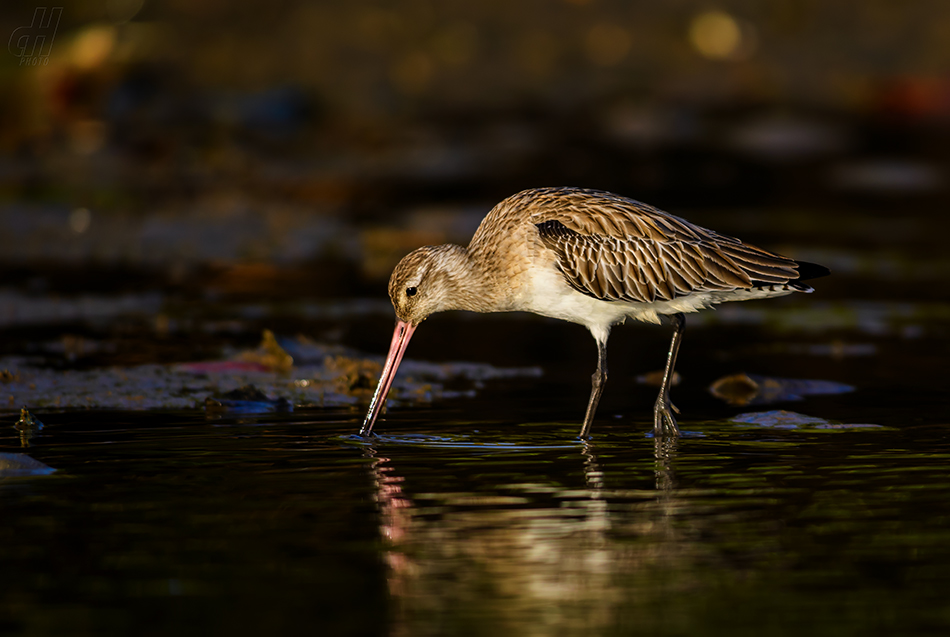 břehouš černoocasý - Limosa limosa