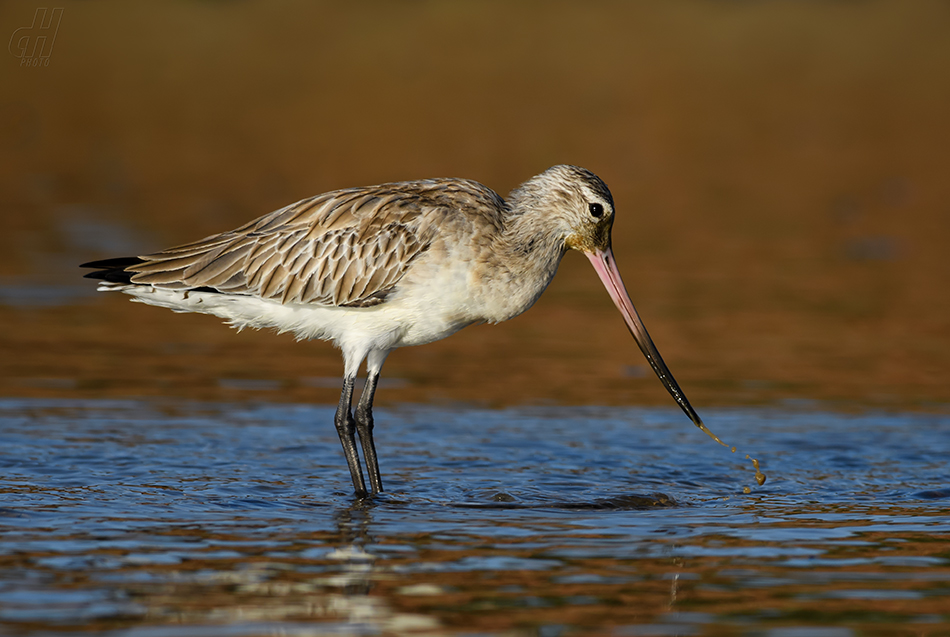 břehouš černoocasý - Limosa limosa