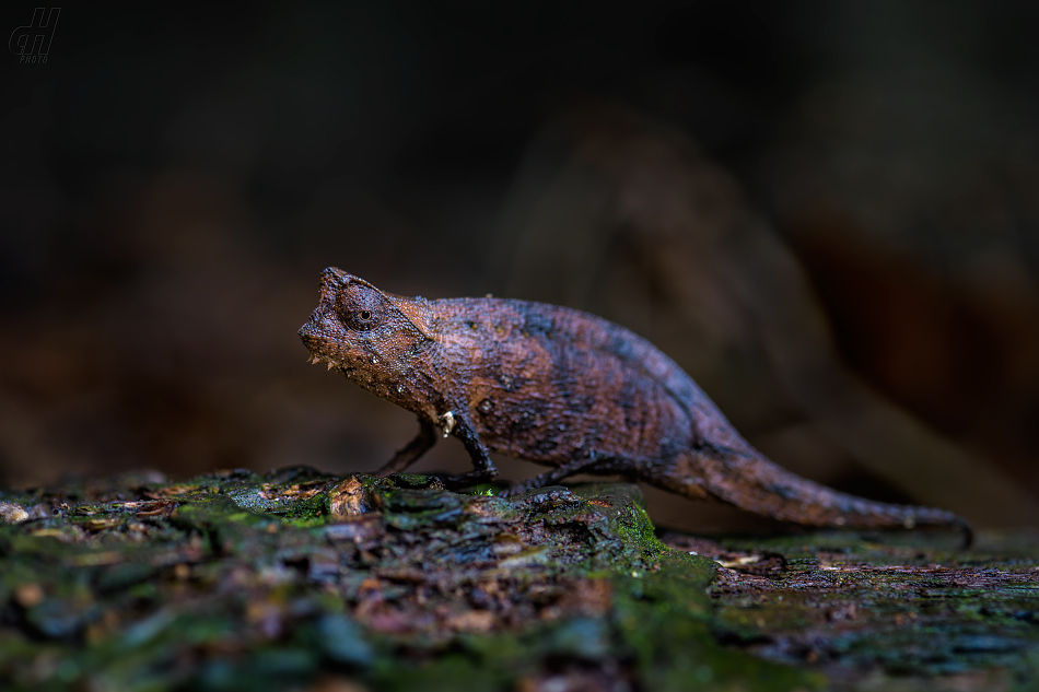 brokesia růžkatá - Brookesia superciliaris