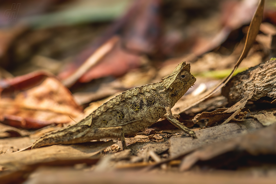 brokesia růžkatá - Brookesia superciliaris