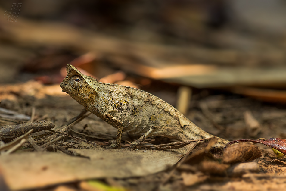 brokesie růžkatá - Brookesia superciliaris