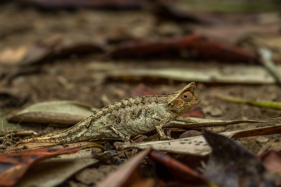 brokesie růžkatá - Brookesia superciliaris