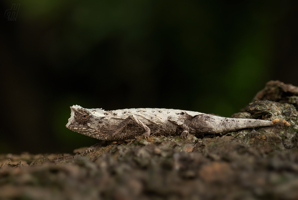 brokesie trnitá - Brookesia stumpffi