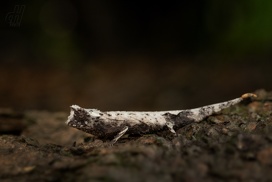 brokesie trnitá - Brookesia stumpffi