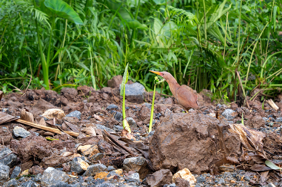 bukáček skořicový - Ixobrychus cinnamomeus
