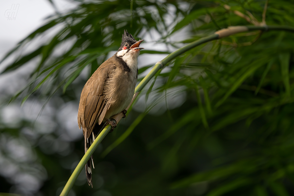 bulbul červenouchý - Pycnonotus jocosus