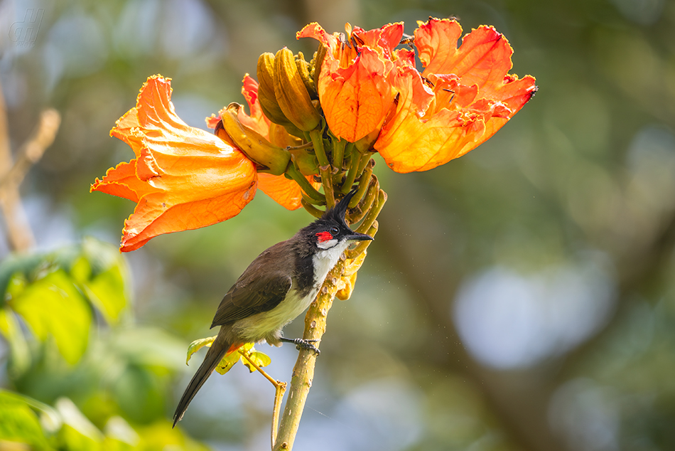 bulbul červenouchý - Pycnonotus jocosus