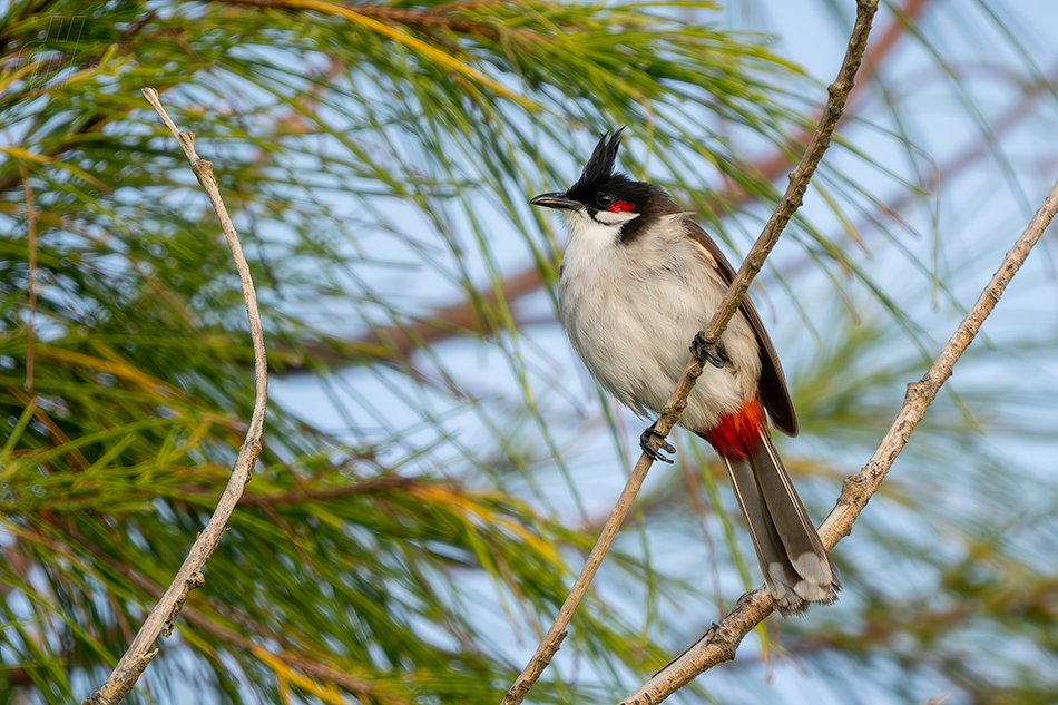 bulbul červenouchý - Pycnonotus jocosus