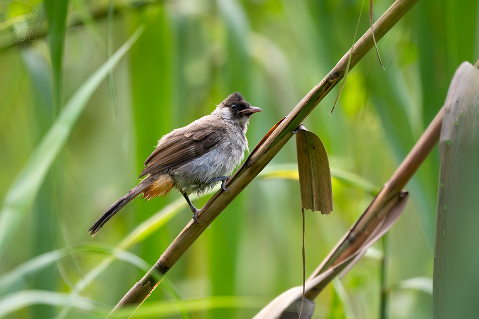 bulbul indočínský - Pycnonotus aurigaster
