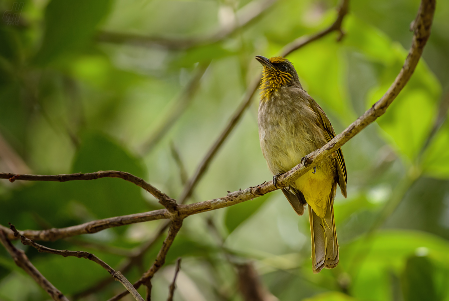 bulbul proužkohrdlý - Pycnonotus finlaysoni