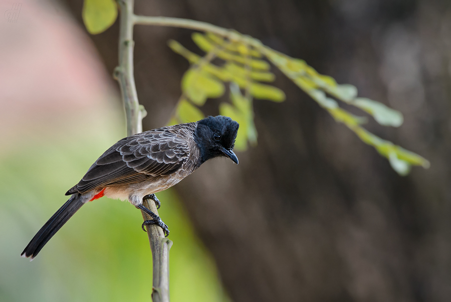 bulbul šupinkový - Pycnonotus cafer