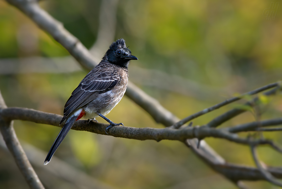 bulbul šupinkový - Pycnonotus cafer