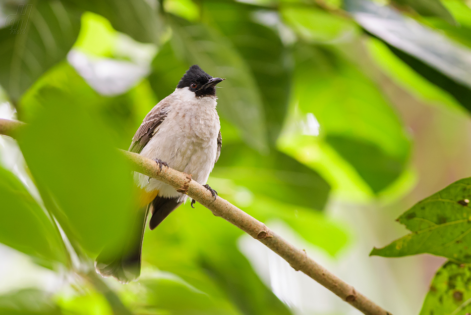 bulbul žlutořitý - Pycnonotus goiavier