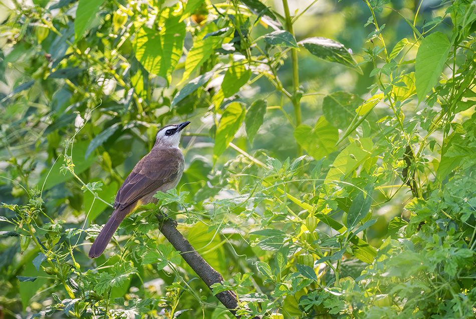 bulbul žlutořitý - Pycnonotus goiavier