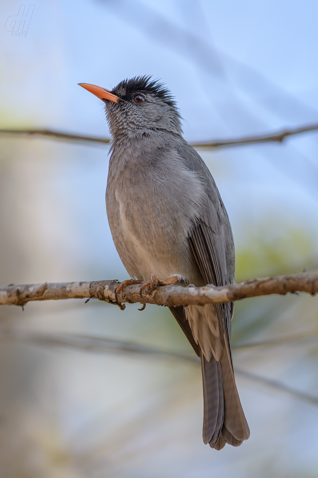 bulbulčík ostrovní - Hypsipetes madagascariensis